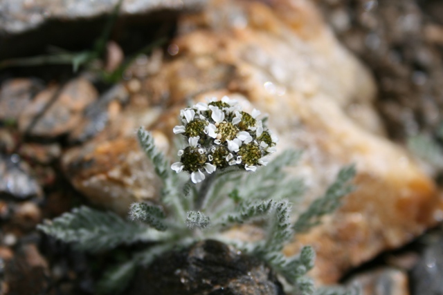 Achillea nana / Achillea nana